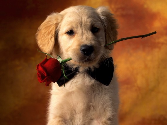 Free Send to Mobile Phone Dogs Animals wallpaper num.187
