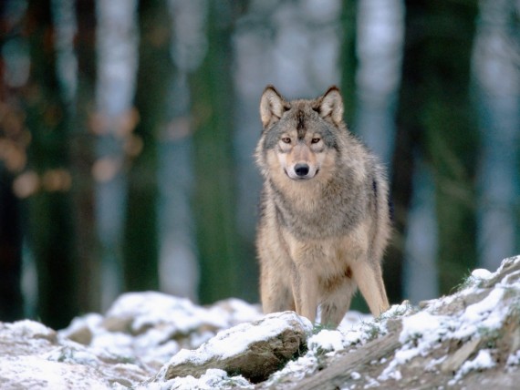 Free Send to Mobile Phone Wolfs Animals wallpaper num.256
