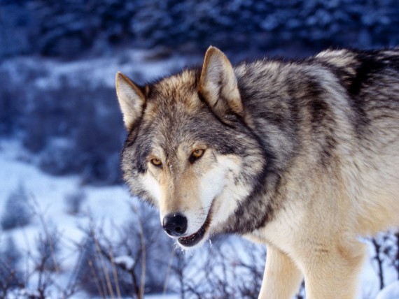 Free Send to Mobile Phone Wolfs Animals wallpaper num.147
