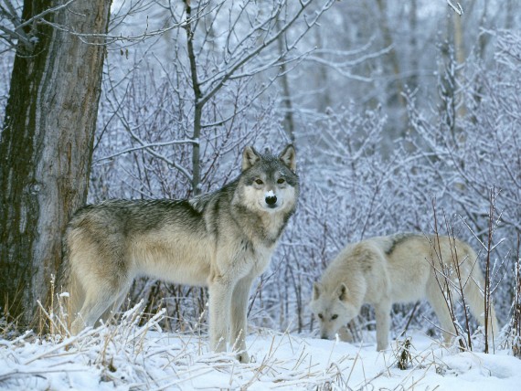 Free Send to Mobile Phone Wolfs Animals wallpaper num.254