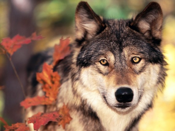 Free Send to Mobile Phone Wolfs Animals wallpaper num.255