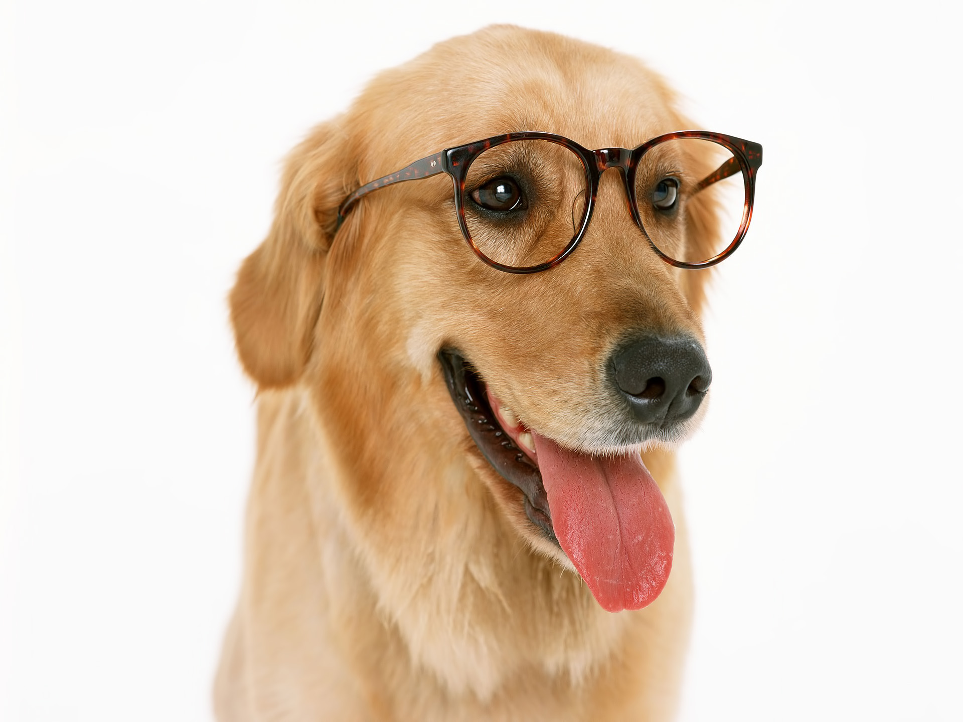 Download High quality bespectacled Dogs wallpaper / 1920x1440