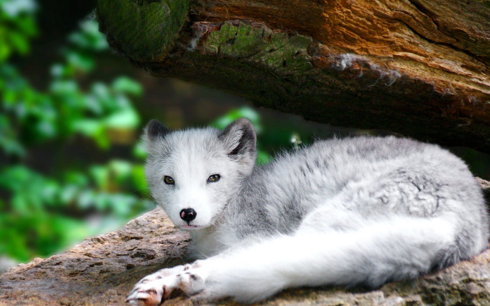 Download HQ Baby Wolf Dogs wallpaper / 1680x1050