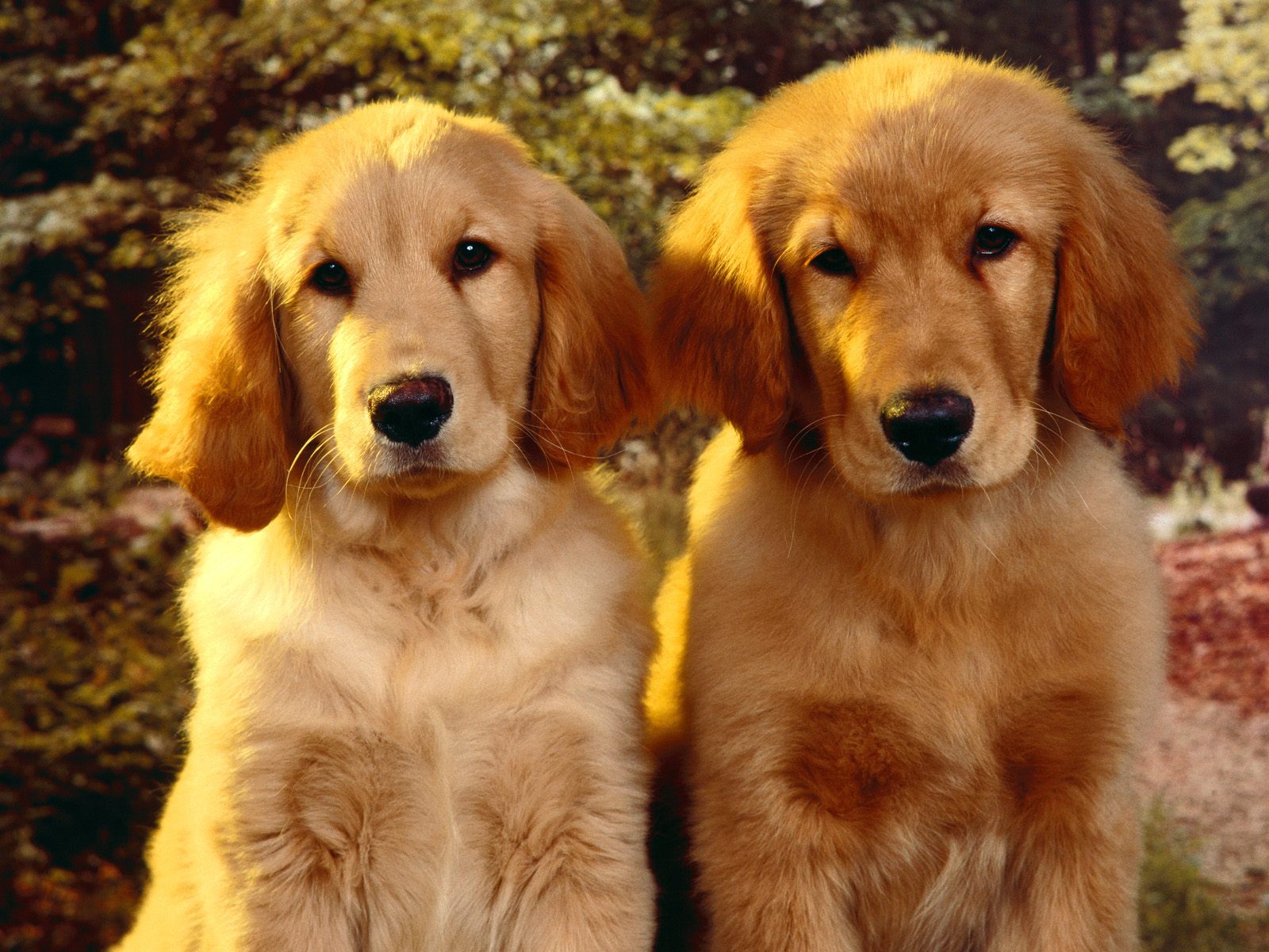 Download full size Dogs wallpaper / Animals / 1600x1200