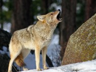 Download Wolfs / Animals