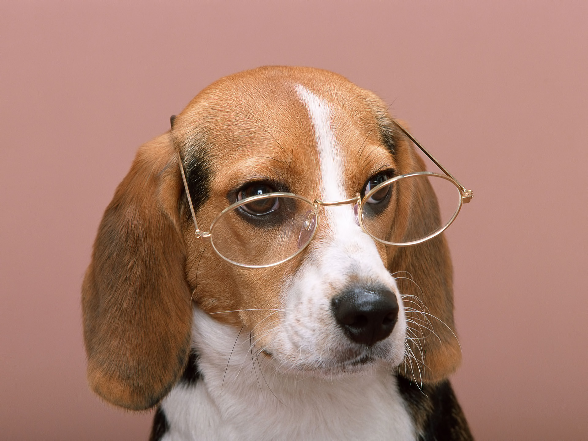 Download HQ bespectacled Dogs wallpaper / 1920x1440