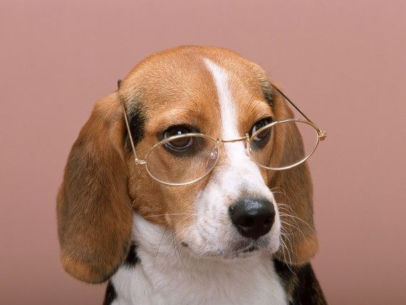Free Send to Mobile Phone bespectacled Dogs wallpaper num.307