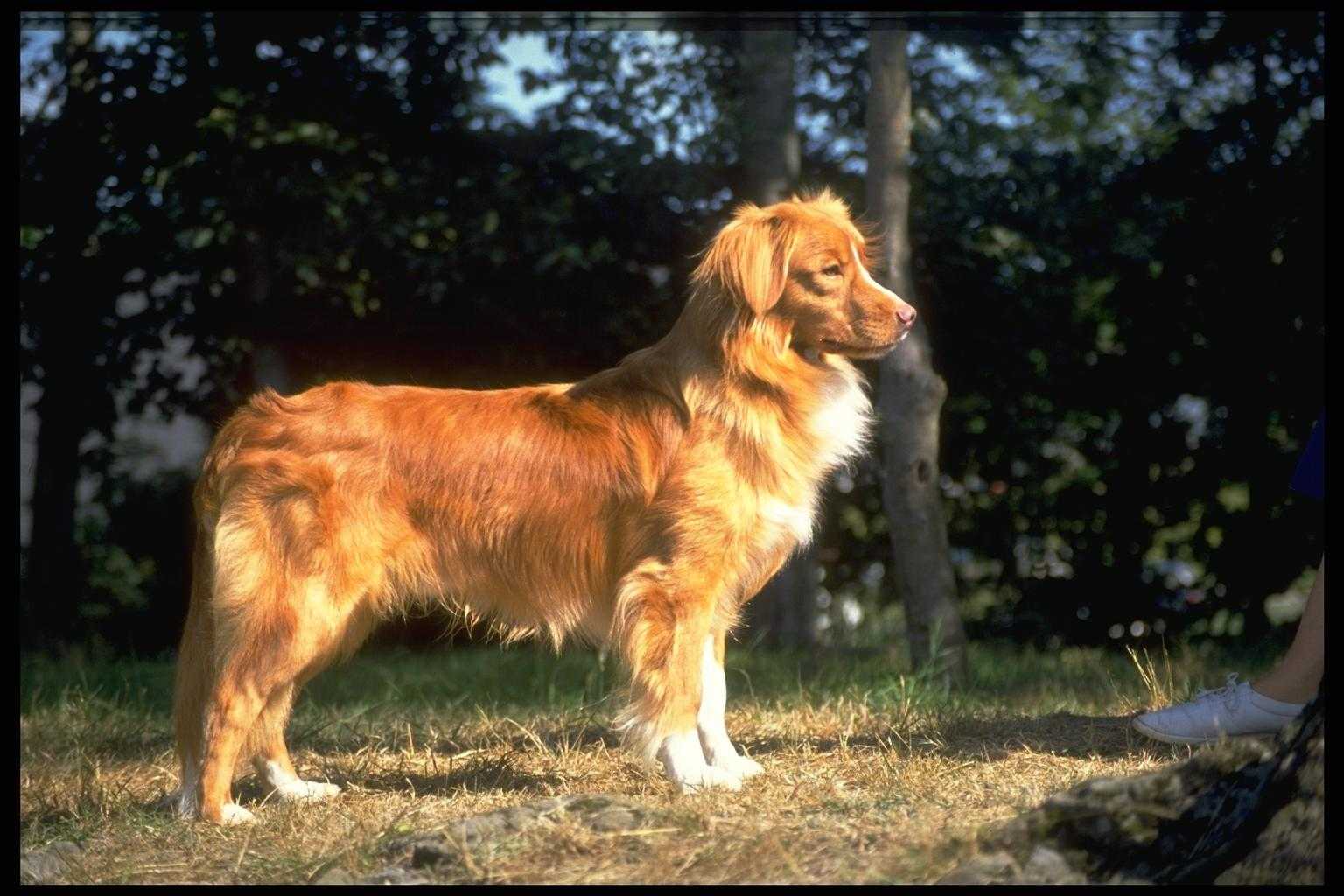породы собак длинношерстных с фотографиями и названиями
