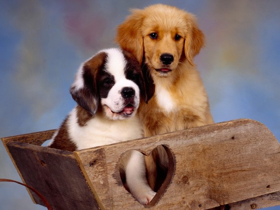 Free Send to Mobile Phone Dogs Animals wallpaper num.162