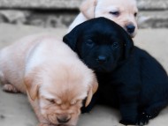 Puppy trio / Dogs