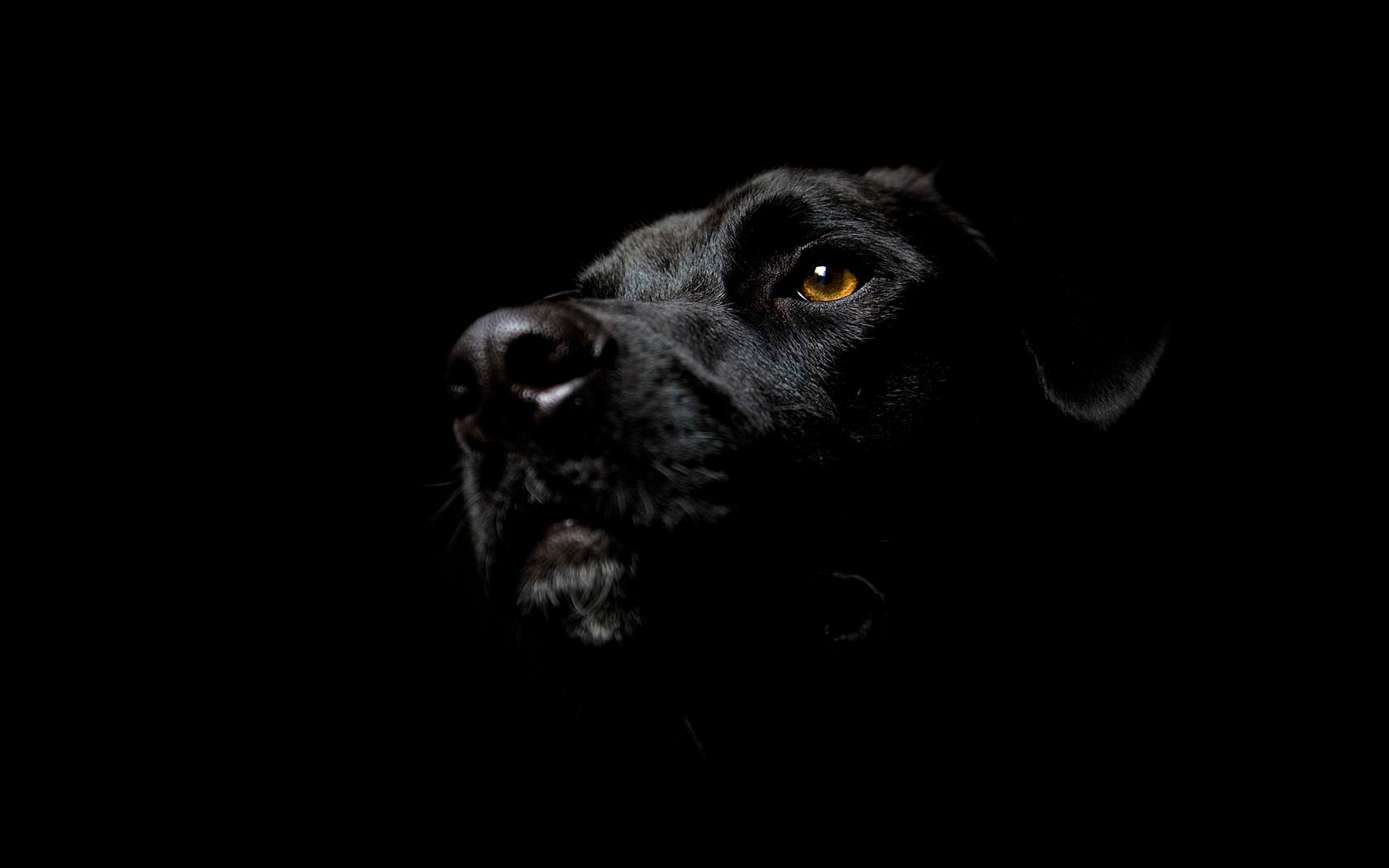 Download full size Black Dog Dogs wallpaper / 1680x1050