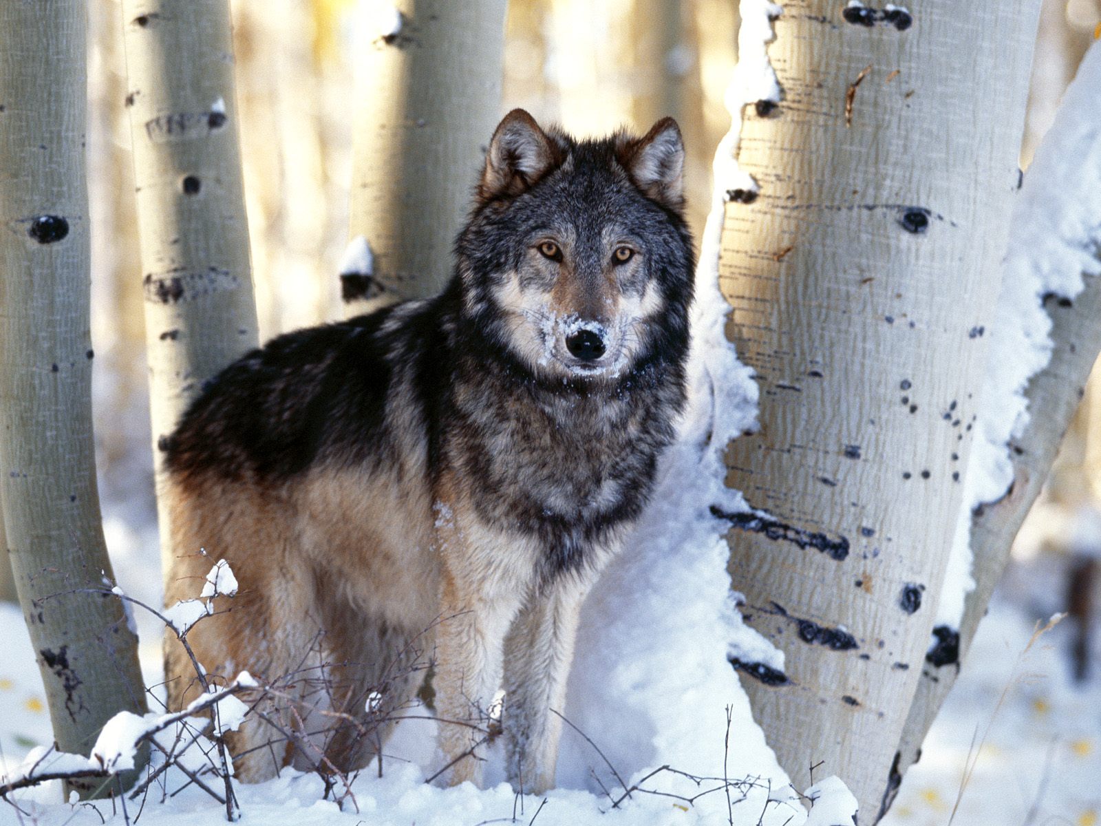 Download full size Wolfs wallpaper / Animals / 1600x1200
