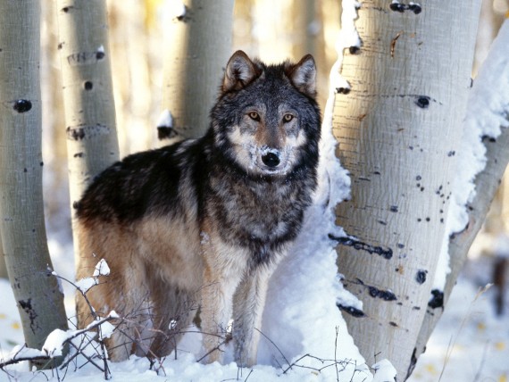 Free Send to Mobile Phone Wolfs Animals wallpaper num.253