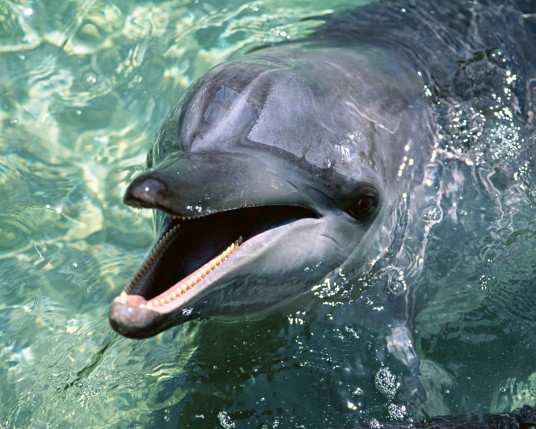 Free Send to Mobile Phone Dolphins Animals wallpaper num.4