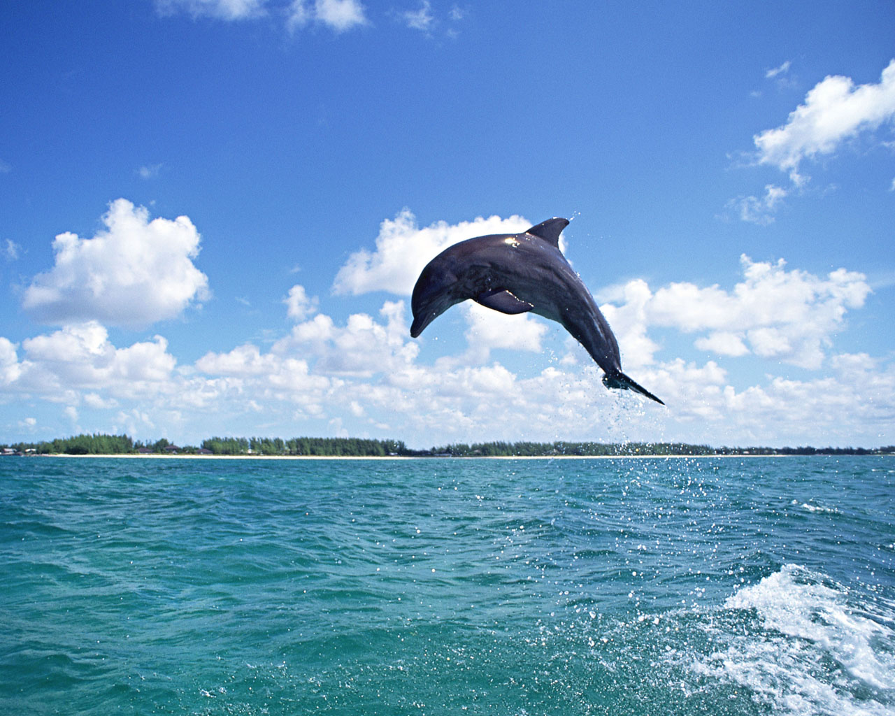 Download High quality Dolphins wallpaper / Animals / 1280x1024