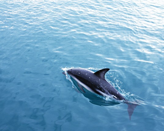 Free Send to Mobile Phone Dolphins Animals wallpaper num.9