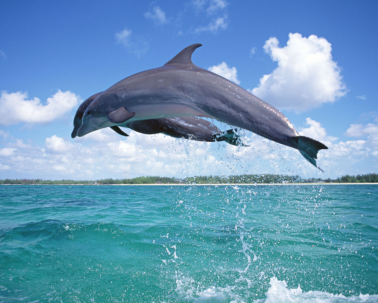 Download HQ Dolphins wallpaper / Animals / 1280x1024