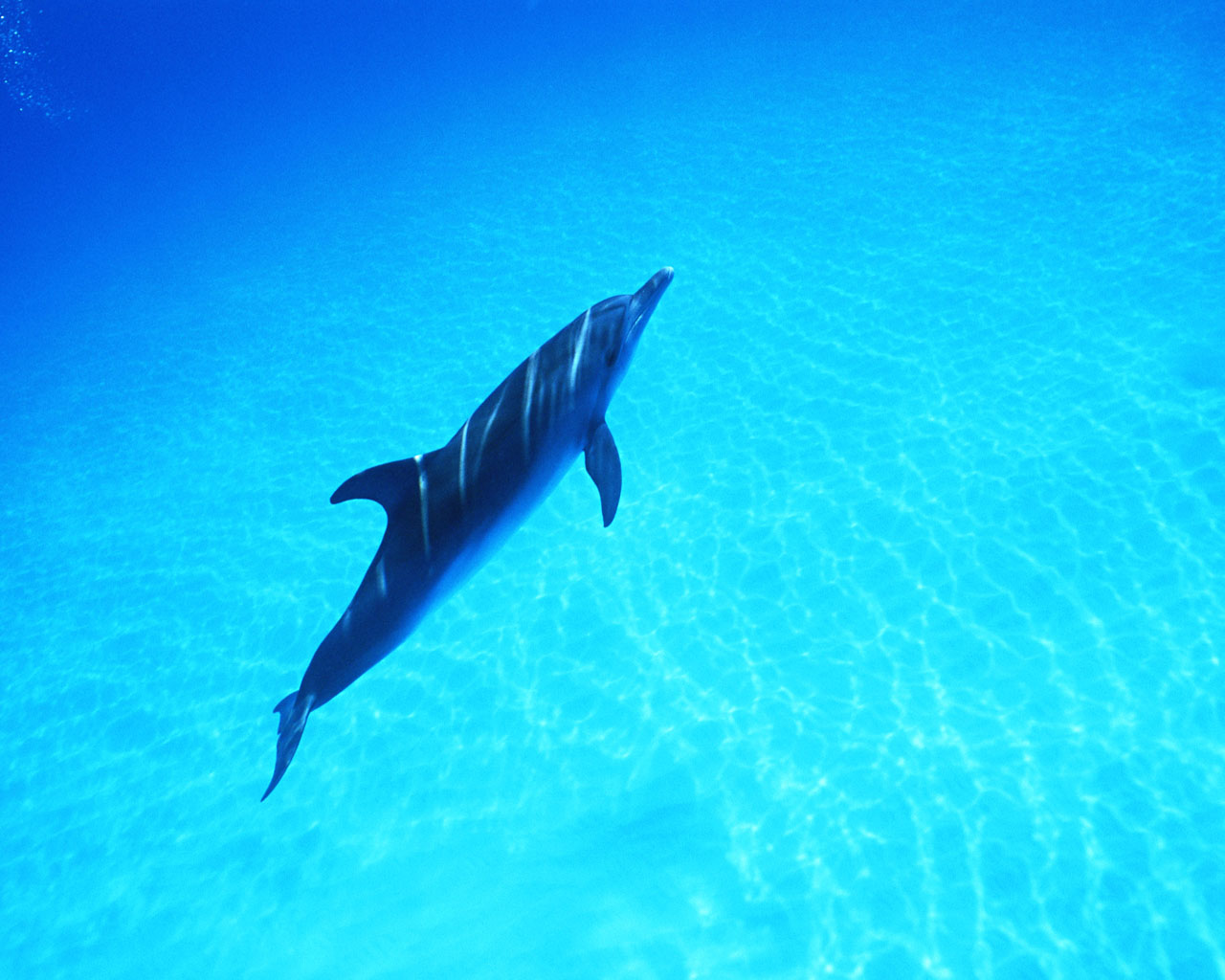 Download HQ Dolphins wallpaper / Animals / 1280x1024