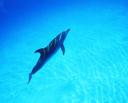 Free Send to Mobile Phone Dolphins Animals wallpaper num.25