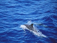 Download HQ Dolphins  / Animals