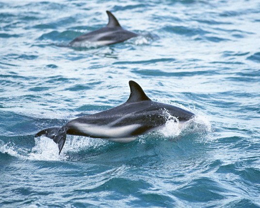Free Send to Mobile Phone Dolphins Animals wallpaper num.7