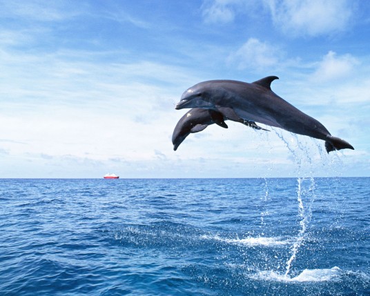 Free Send to Mobile Phone Dolphins Animals wallpaper num.11