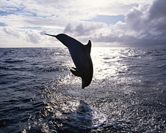 Free Send to Mobile Phone Dolphins Animals wallpaper num.20