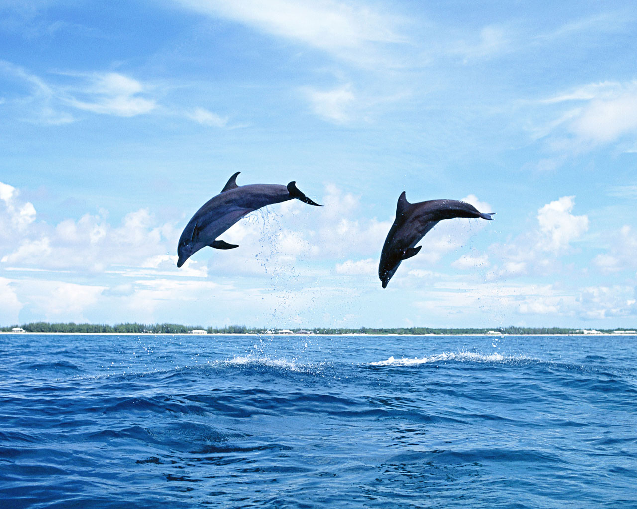 Download High quality Dolphins wallpaper / Animals / 1280x1024