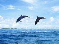 Download Dolphins / Animals