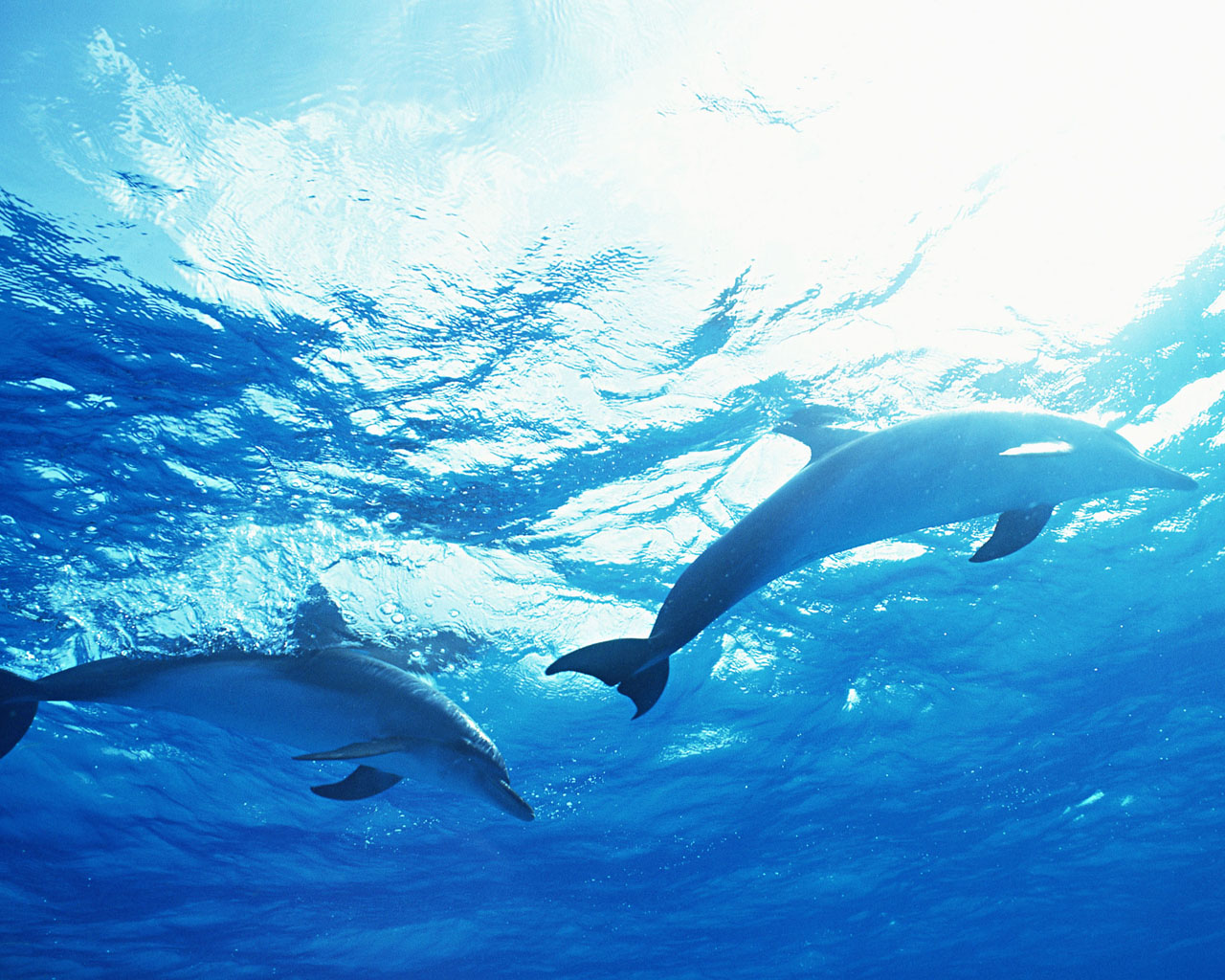 Download High quality Dolphins wallpaper / Animals / 1280x1024