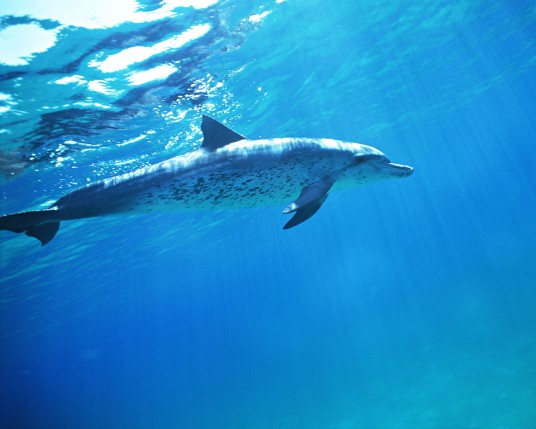 Free Send to Mobile Phone Dolphins Animals wallpaper num.23