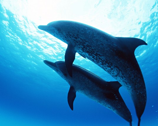 Free Send to Mobile Phone Dolphins Animals wallpaper num.1