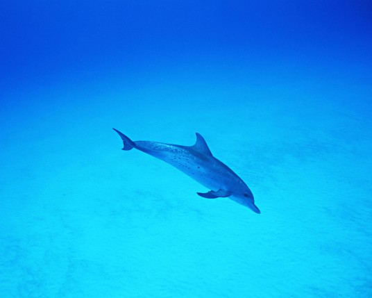 Free Send to Mobile Phone Dolphins Animals wallpaper num.24