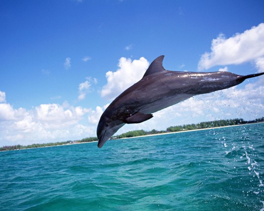 Free Send to Mobile Phone Dolphins Animals wallpaper num.8