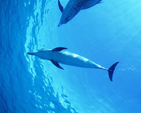 Free Send to Mobile Phone Dolphins Animals wallpaper num.27