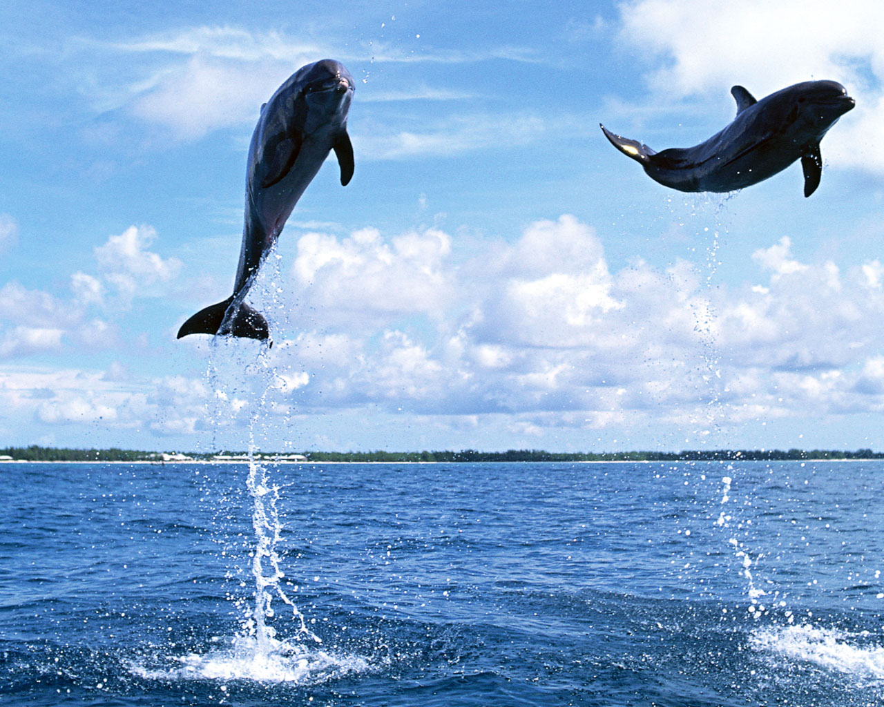 Download full size Dolphins wallpaper / Animals / 1280x1024