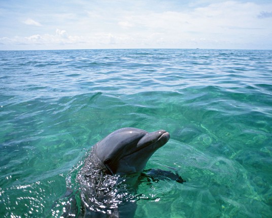 Free Send to Mobile Phone Dolphins Animals wallpaper num.6