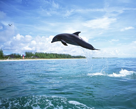 Free Send to Mobile Phone Dolphins Animals wallpaper num.19