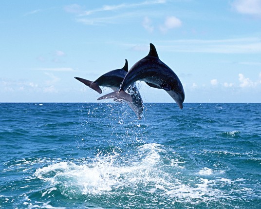 Free Send to Mobile Phone Dolphins Animals wallpaper num.15