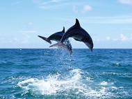 Dolphins / Animals