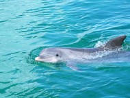 Dolphins / Animals