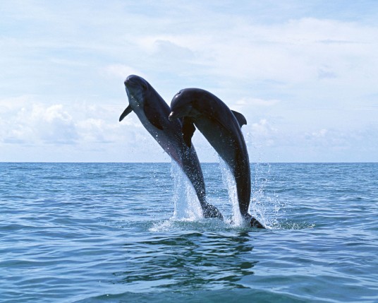 Free Send to Mobile Phone Dolphins Animals wallpaper num.14