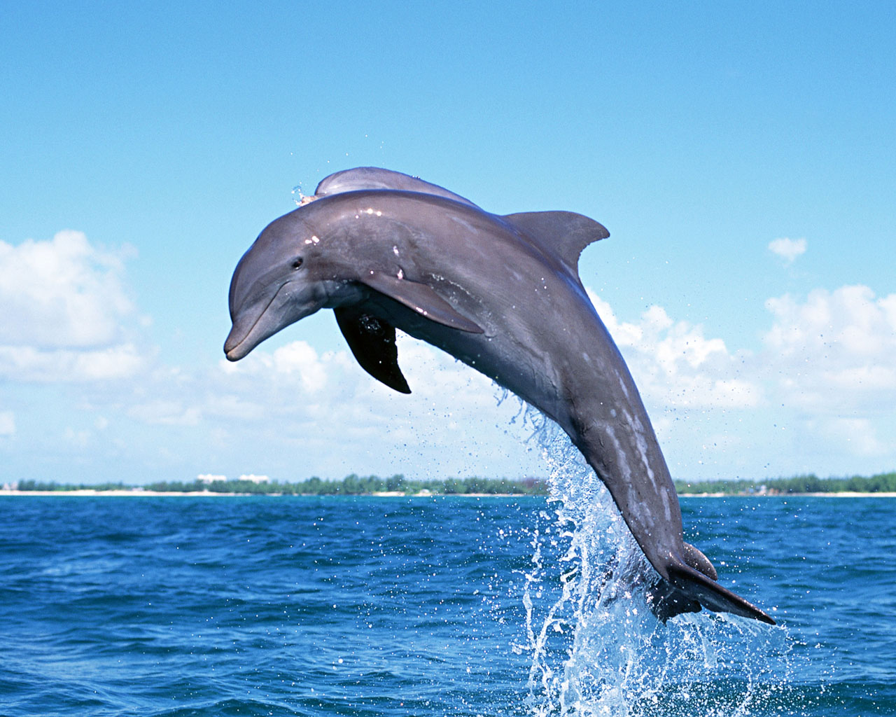 Download full size Dolphins wallpaper / Animals / 1280x1024