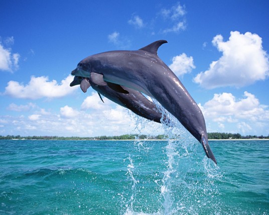 Free Send to Mobile Phone Dolphins Animals wallpaper num.18