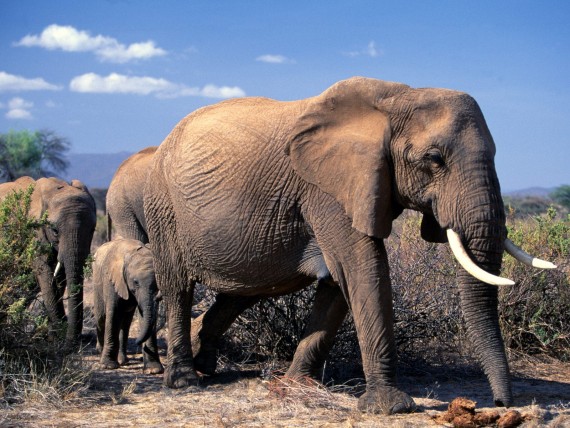 Free Send to Mobile Phone Elephants Animals wallpaper num.2