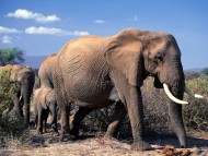 Download Elephants / Animals