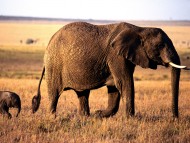 Elephants / Animals