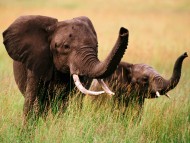 Elephants / Animals