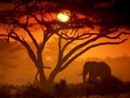 Download Elephants / Animals