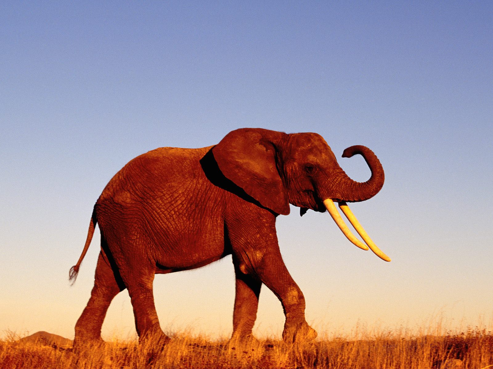 Download full size Elephants wallpaper / Animals / 1600x1200